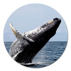 Humpback 2 Magnet 5  (round) by trendistuff