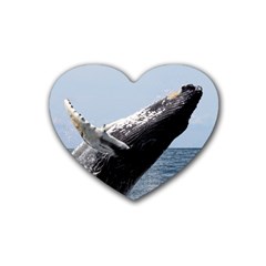 Humpback 2 Heart Coaster (4 Pack)  by trendistuff