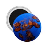 JELLYFISH AQUARIUM 2.25  Magnets