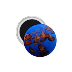 Jellyfish Aquarium 1 75  Magnets by trendistuff