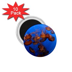 Jellyfish Aquarium 1 75  Magnets (10 Pack)  by trendistuff