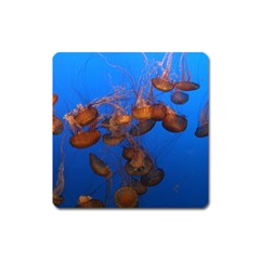 Jellyfish Aquarium Square Magnet by trendistuff