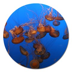 Jellyfish Aquarium Magnet 5  (round) by trendistuff