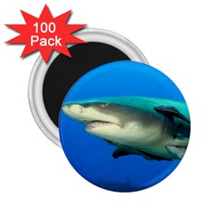 Lemon Shark 2 25  Magnets (100 Pack)  by trendistuff