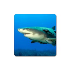 Lemon Shark Square Magnet by trendistuff