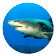 Lemon Shark Magnet 5  (round) by trendistuff