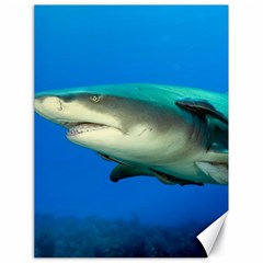 Lemon Shark Canvas 18  X 24   by trendistuff