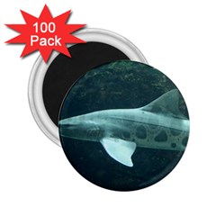 Leopard Shark 2 25  Magnets (100 Pack)  by trendistuff