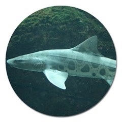 Leopard Shark Magnet 5  (round) by trendistuff