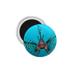 Lionfish 2 1 75  Magnets by trendistuff