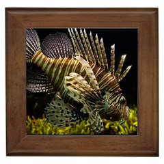 Lionfish 3 Framed Tiles by trendistuff