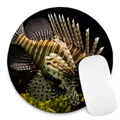 Lionfish 3 Round Mousepads by trendistuff