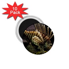 Lionfish 3 1 75  Magnets (10 Pack)  by trendistuff