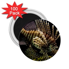 Lionfish 3 2 25  Magnets (100 Pack)  by trendistuff