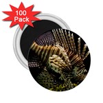 LIONFISH 3 2.25  Magnets (100 pack)  Front