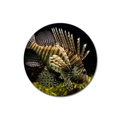 Lionfish 3 Magnet 3  (round) by trendistuff