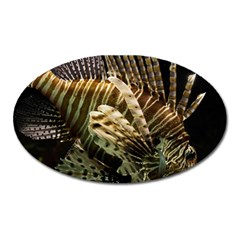 Lionfish 3 Oval Magnet by trendistuff