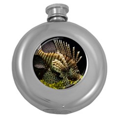 Lionfish 3 Round Hip Flask (5 Oz) by trendistuff