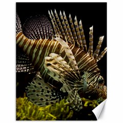 Lionfish 3 Canvas 18  X 24   by trendistuff