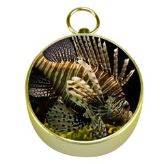 Lionfish 3 Gold Compasses by trendistuff