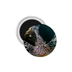 Lionfish 4 1 75  Magnets by trendistuff