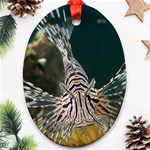 LIONFISH 4 Ornament (Oval) Front