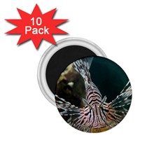 Lionfish 4 1 75  Magnets (10 Pack)  by trendistuff