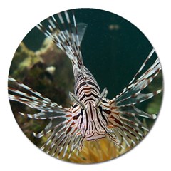 Lionfish 4 Magnet 5  (round) by trendistuff