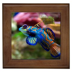 Mandarinfish 1 Framed Tiles by trendistuff