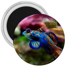 Mandarinfish 1 3  Magnets by trendistuff