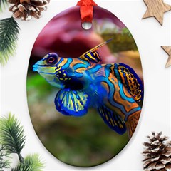 Mandarinfish 1 Ornament (oval) by trendistuff