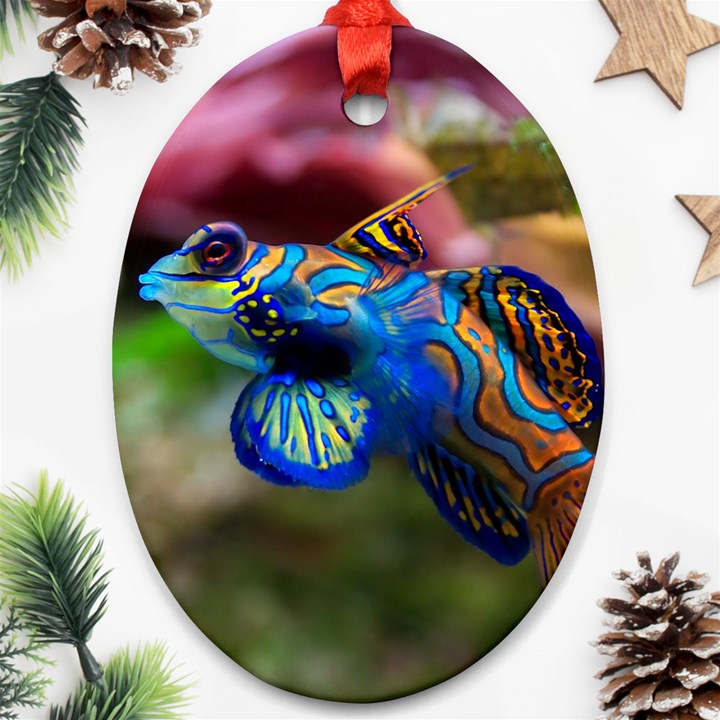 MANDARINFISH 1 Ornament (Oval)