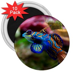 Mandarinfish 1 3  Magnets (10 Pack)  by trendistuff