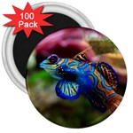 MANDARINFISH 1 3  Magnets (100 pack) Front