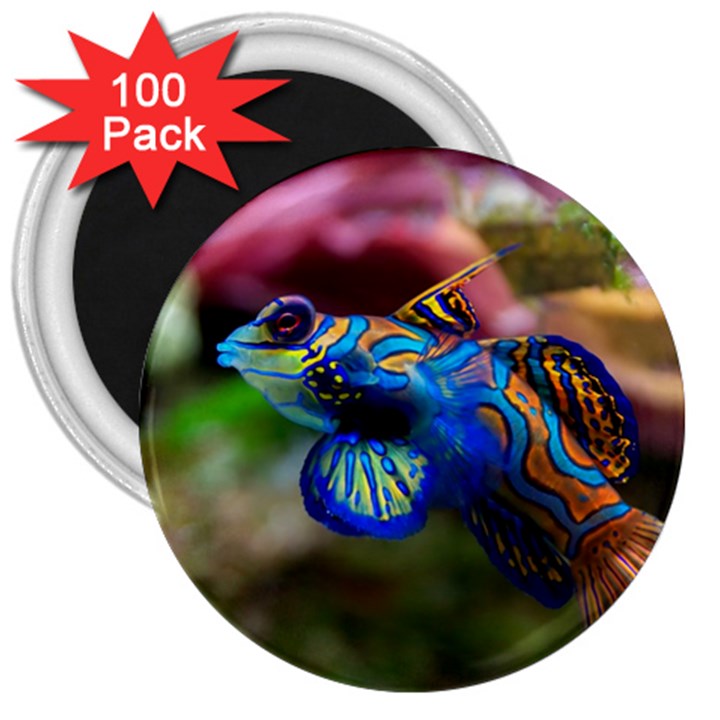 MANDARINFISH 1 3  Magnets (100 pack)