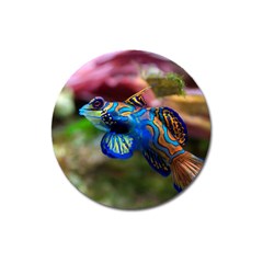 Mandarinfish 1 Magnet 3  (round) by trendistuff