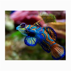 Mandarinfish 1 Small Glasses Cloth by trendistuff