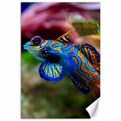 Mandarinfish 1 Canvas 12  X 18   by trendistuff