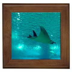 Manta Ray 1 Framed Tiles by trendistuff