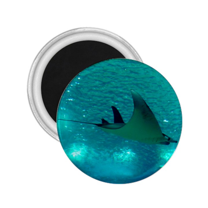 MANTA RAY 1 2.25  Magnets