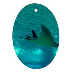 Manta Ray 1 Ornament (oval) by trendistuff