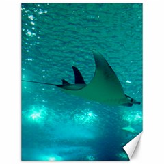 Manta Ray 1 Canvas 12  X 16   by trendistuff