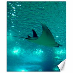 Manta Ray 1 Canvas 20  X 24   by trendistuff