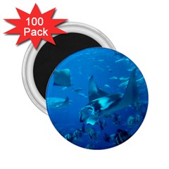 Manta Ray 2 2 25  Magnets (100 Pack)  by trendistuff