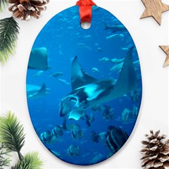 Manta Ray 2 Oval Ornament (two Sides) by trendistuff