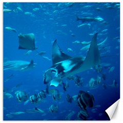 Manta Ray 2 Canvas 12  X 12   by trendistuff