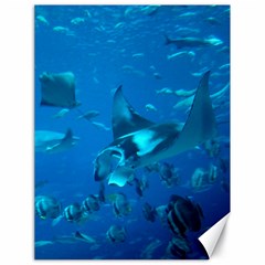 Manta Ray 2 Canvas 18  X 24   by trendistuff