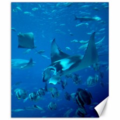 Manta Ray 2 Canvas 20  X 24   by trendistuff