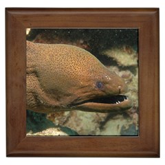 Moray Eel 1 Framed Tiles by trendistuff