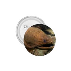 Moray Eel 1 1 75  Buttons by trendistuff